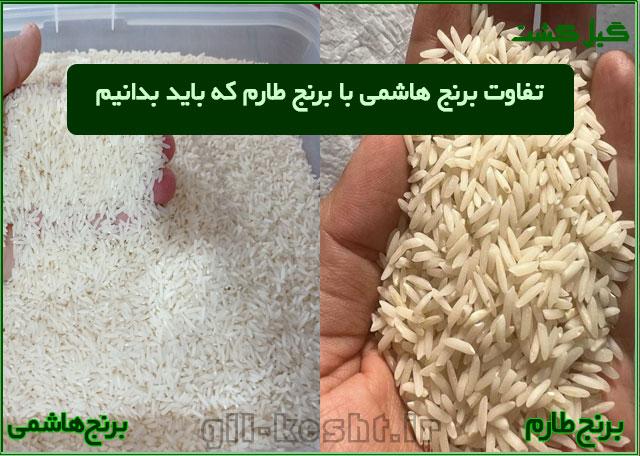 نحوی تشخیص برنج هاشمی از طارم