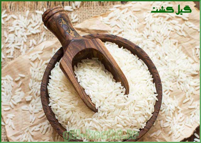 فرق برنج طارم با هاشمی چیست؟