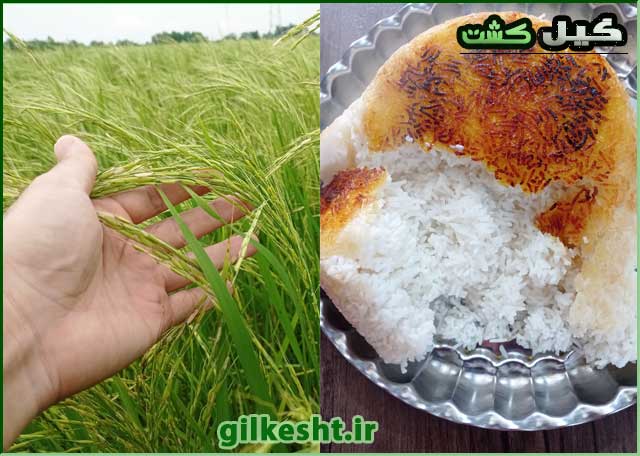 تشخیص برنج اصل از برنج تقلبی گیلان