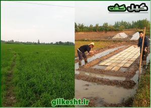 کاشت برنج هاشمی در زمین کشاورزی