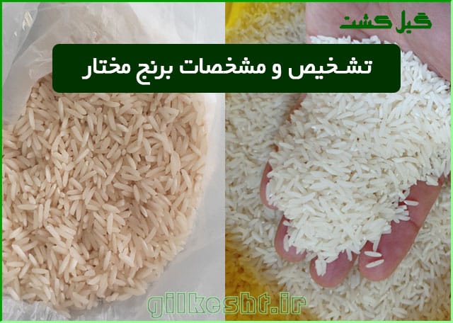 برنج مختار هاشمی چیست؟