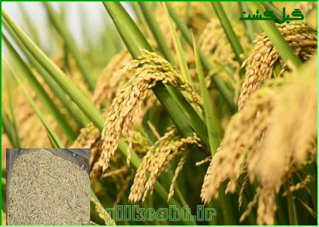 خرید برنج مختار (پرمحصول)