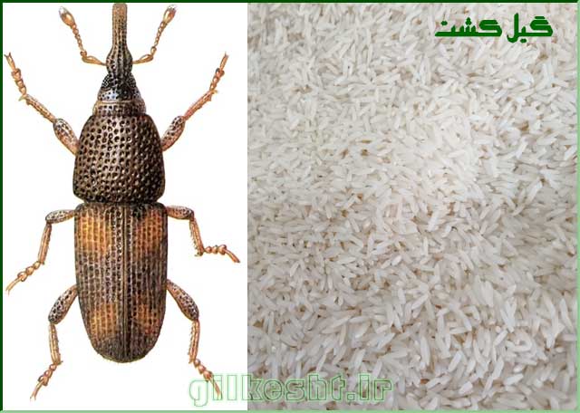 راههای از بین بردن شپشک برنج