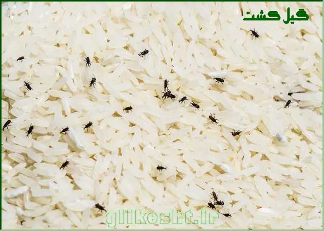 عوامل موثر برای رشد شپشک در برنج