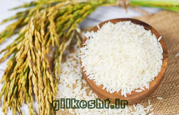 قیمت برنج هاشمی