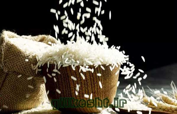 خرید برنج هاشمی گیلان