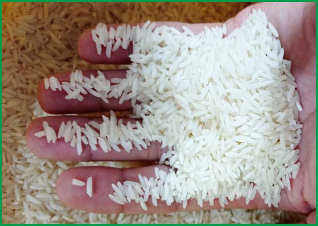 برنج ممتاز هاشمی گیلان