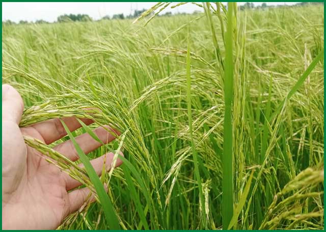 افزایش آفت شب پره برنج هاشمی