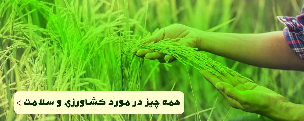 کشاورزی و کشت برنج
