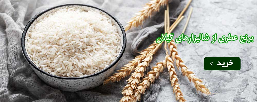 گیل کشت فروشگاه برنج هاشمی