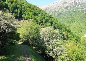 مسیر پیاده روی و جنگلی کوربار