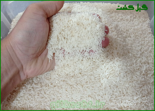 خرید برنج ایرانی درجه یک