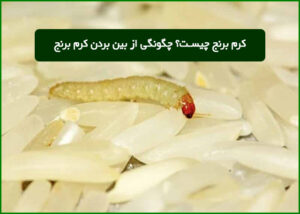 کرم برنج چیست؟ چگونگی از بین بردن کرم برنج