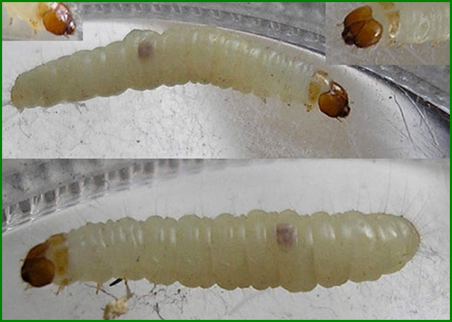 علت اصلی به وجود آمدن کرم در برنج