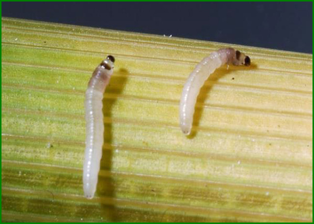 علت اصلی به وجود آمدن کرم در برنج