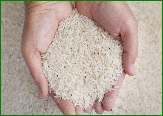 شپشک و کرم برنج