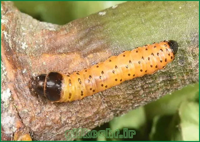 کرم خراط (Leopard Moth)