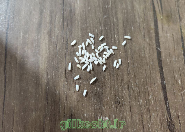خرید برنج لاشه و سرلاشه