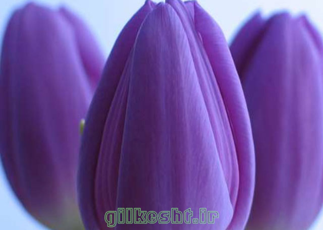 پیاز گل لاله؛ گنجینهای زیرخاکی که بهار را به خانه میآورد