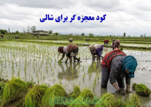کود معجزه گر برای شالی + راهنمای تخصصی مممصرف
