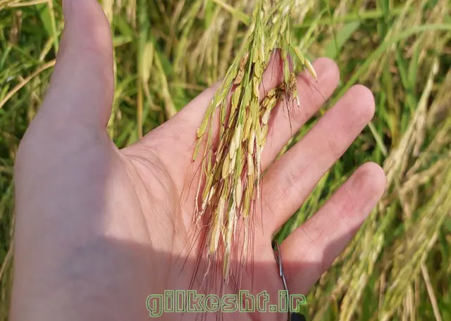 برداشت کردن برنج