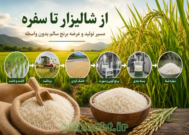 از شالیزار تا سفره؛ مسیر تولید و عرضه برنج سالم بدون واسطه