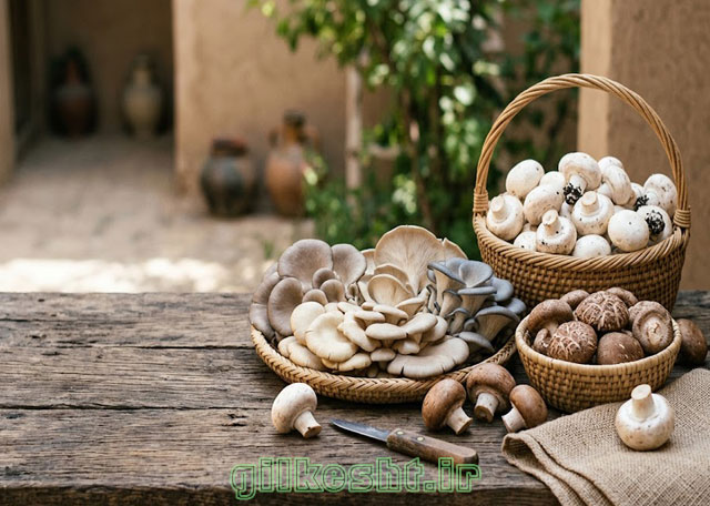 انواع قارچ خوراکی پرورشی در ایران؛ از دکمهای تا شیتاکه