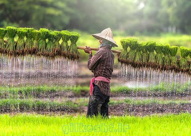 تاثیر مستقیم سیستمهای آبرسانی بر کیفیت برنج؛ از مدیریت مزرعه تا نتیجه نهایی